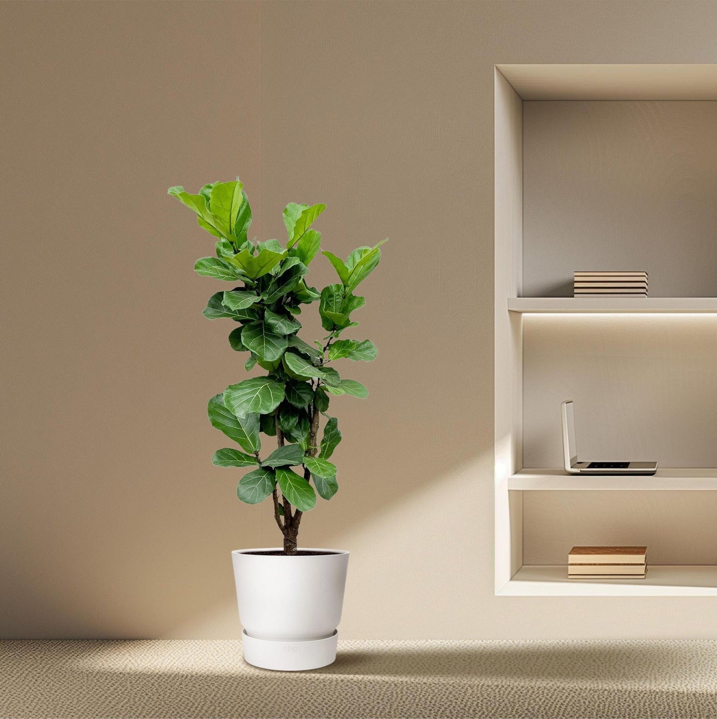 Ficus Lyrata verzweigt – 180 cm – ⌀30