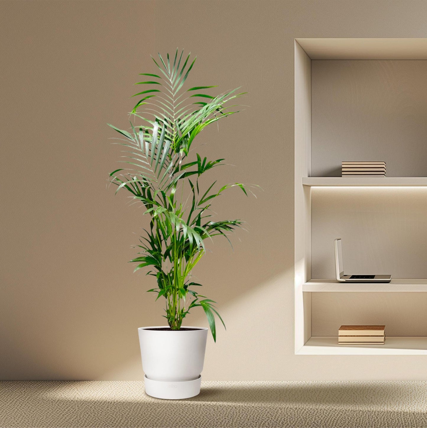 Kentia-Palme – 200 cm – ø24