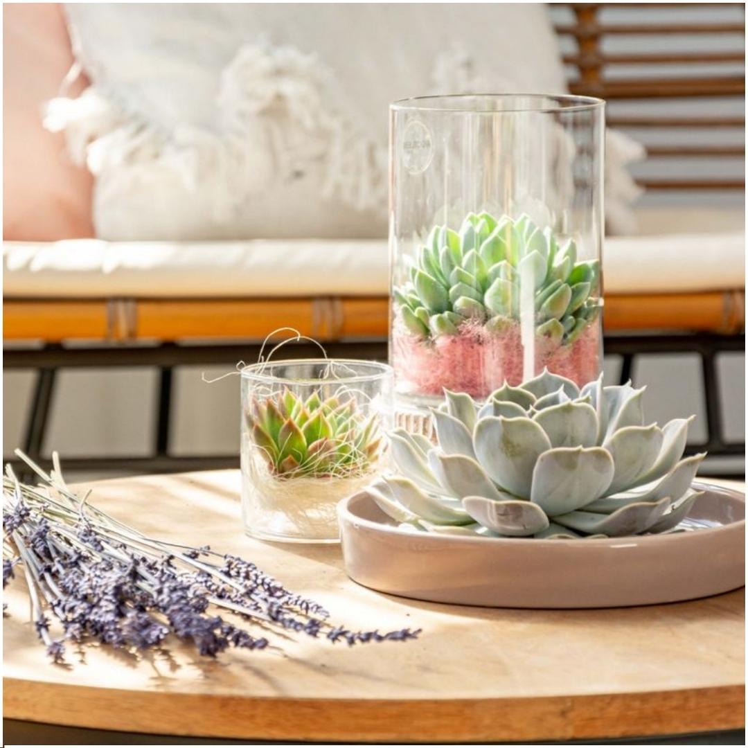 Wurzellose Sukkulente Echeveria Lilacina in Schale 'Taupe' Ø20 cm - ↕5 cm