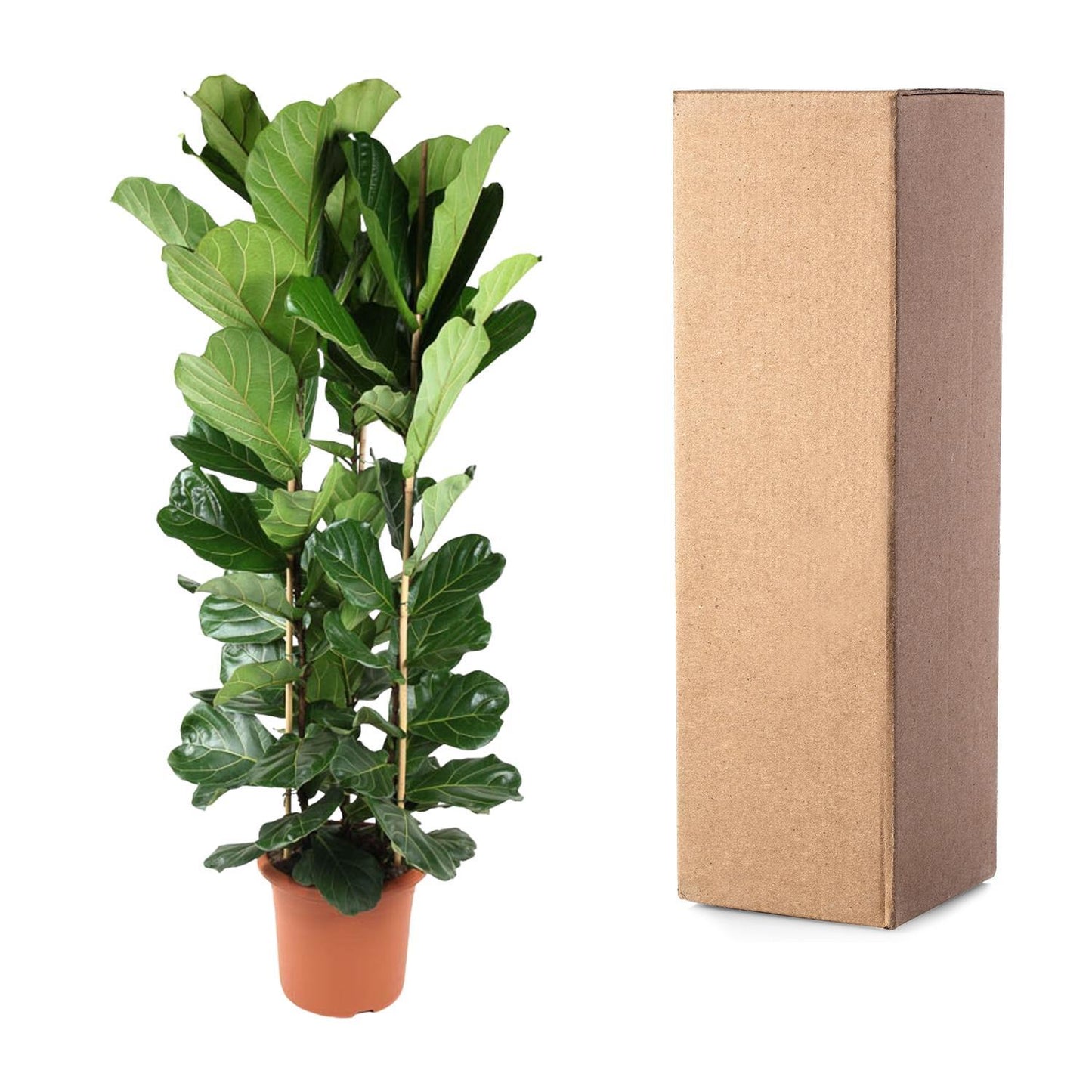 Ficus Lyrata-Strauch – 240 cm – ø40