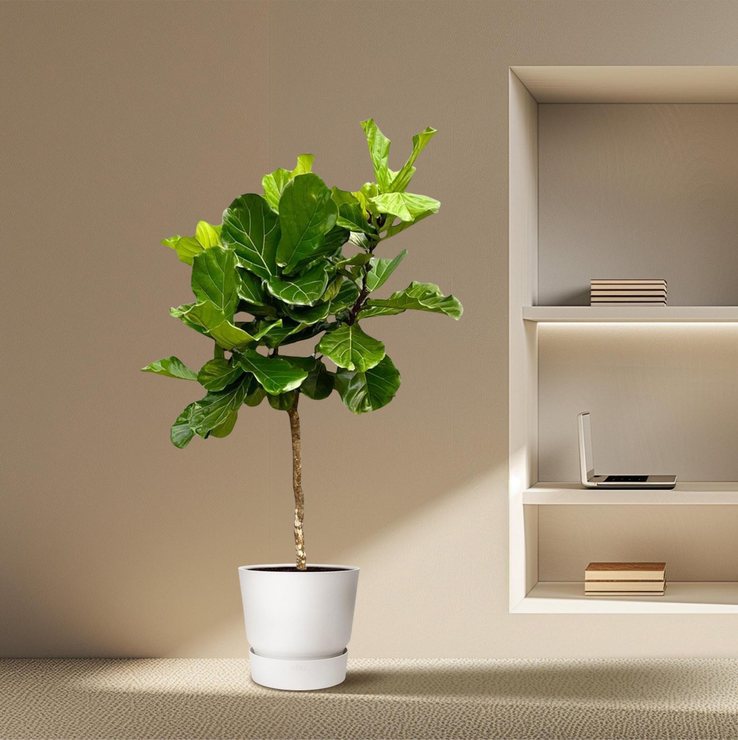 Ficus Lyrata Baum XXL - 210 cm - ø40