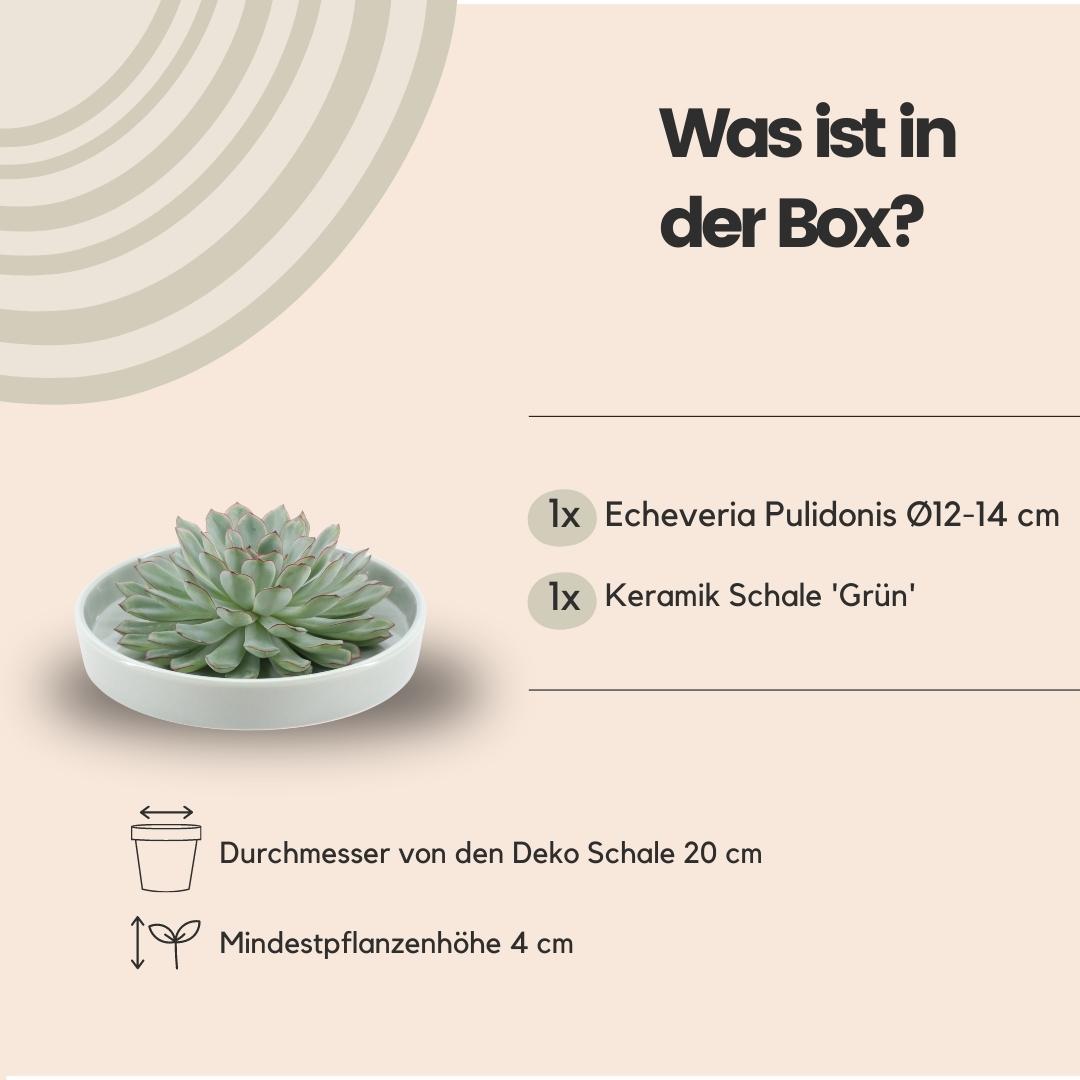 Wurzellose Sukkulente Echeveria Pulidonis in Schale 'grün' Ø20 cm - ↕5 cm