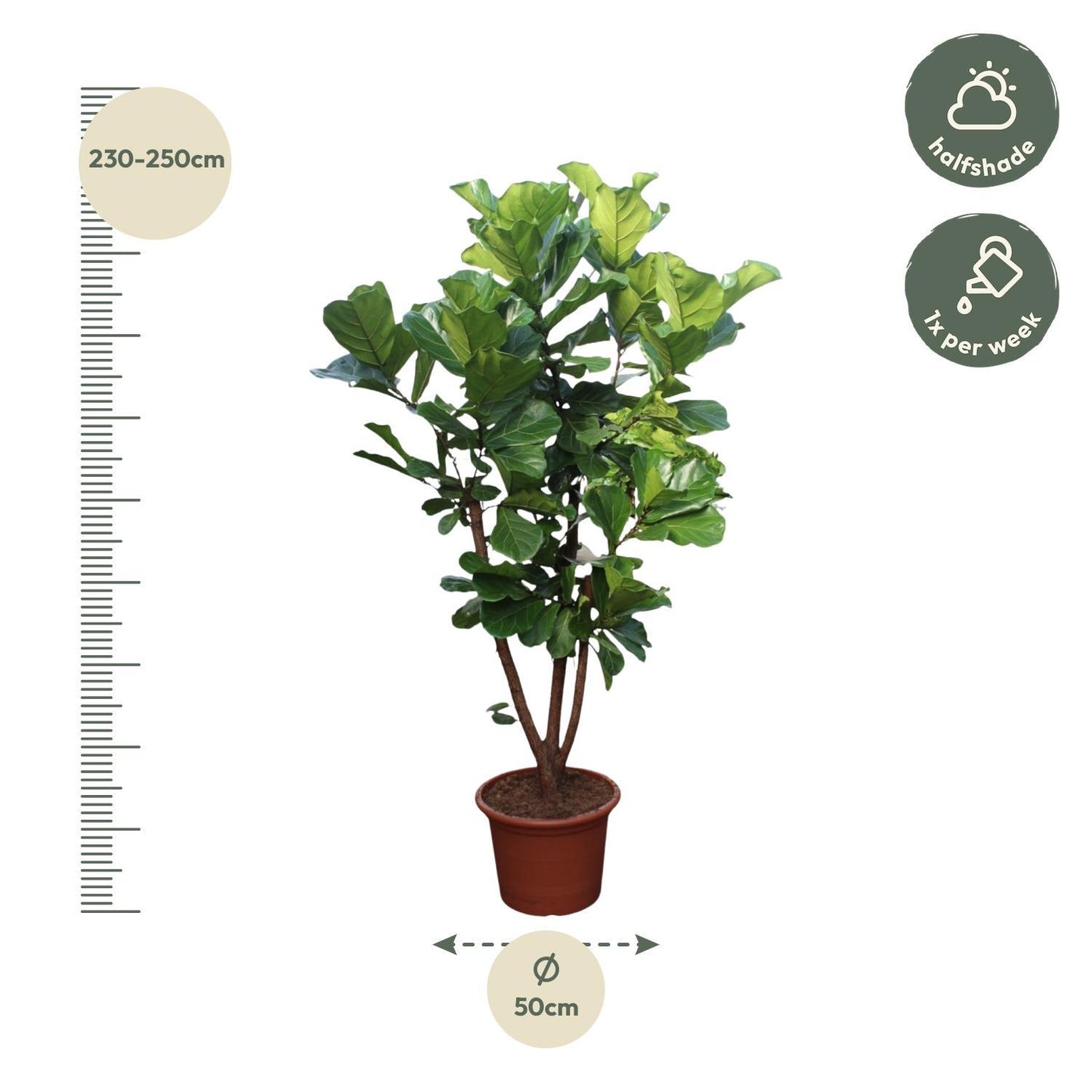 Ficus Lyrata verzweigt – 240 cm – ø50