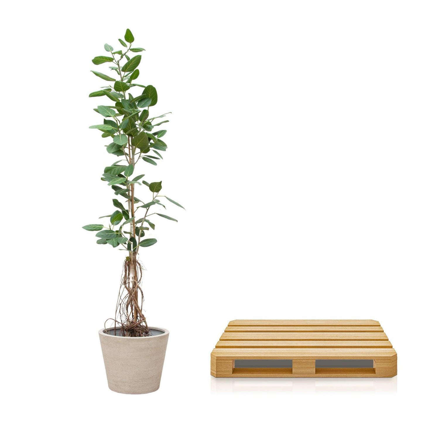 Ficus Benghalensis Audrey auf Stamm mit hängenden Wurzeln – 220 cm – ø45