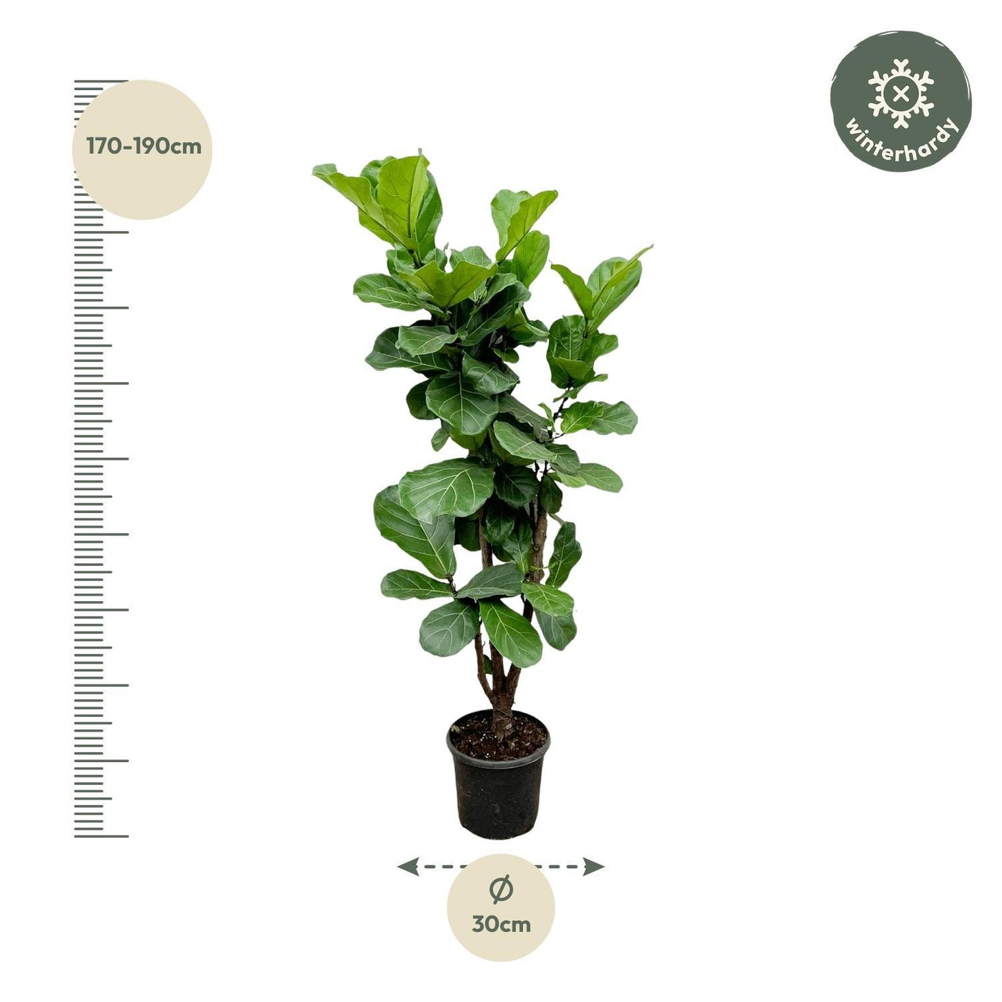 Ficus Lyrata verzweigt – 180 cm – ⌀30