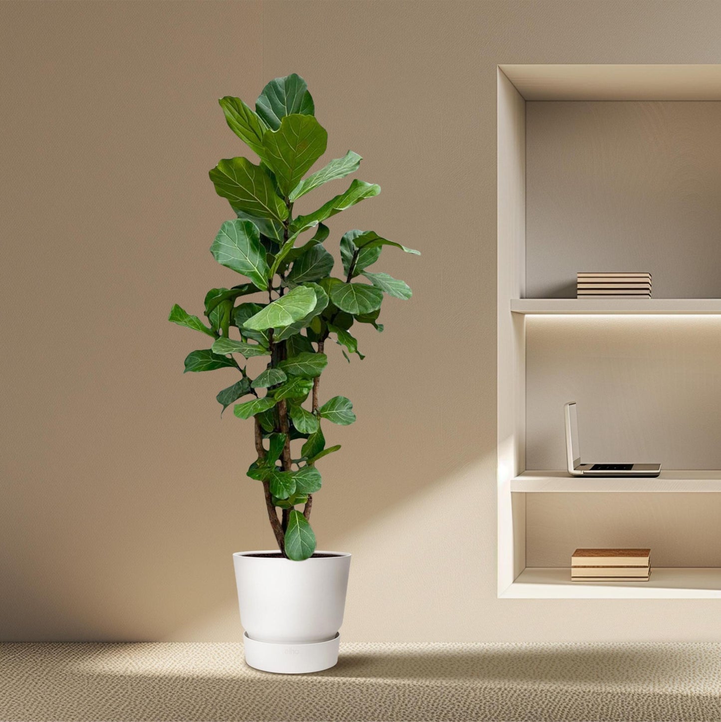 Ficus Lyrata verzweigt XXL - 230cm - ø40