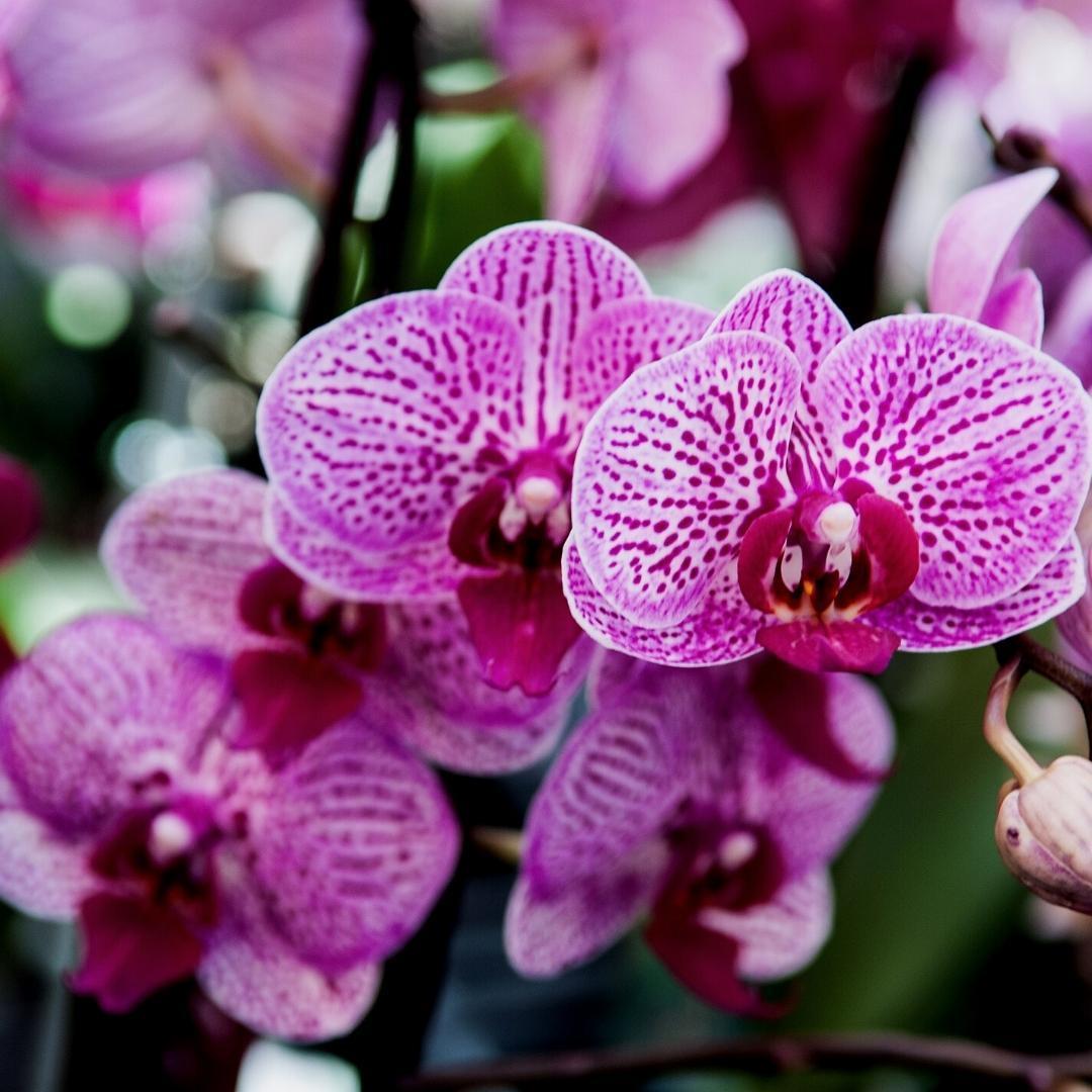 Orchideenerde 5L Culvita - Blumenerde geeignet für Orchideen