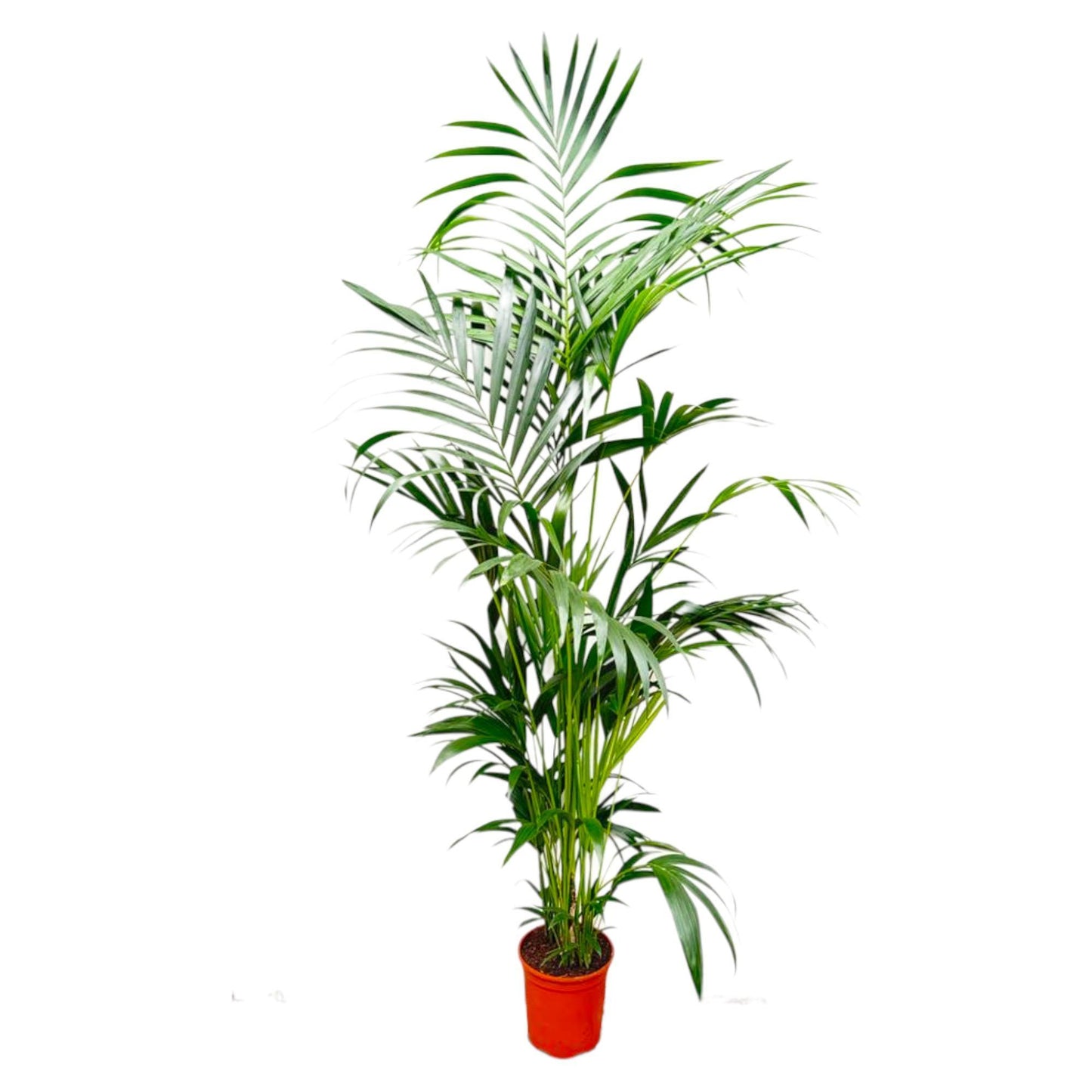 Kentia-Palme – 200 cm – ø24