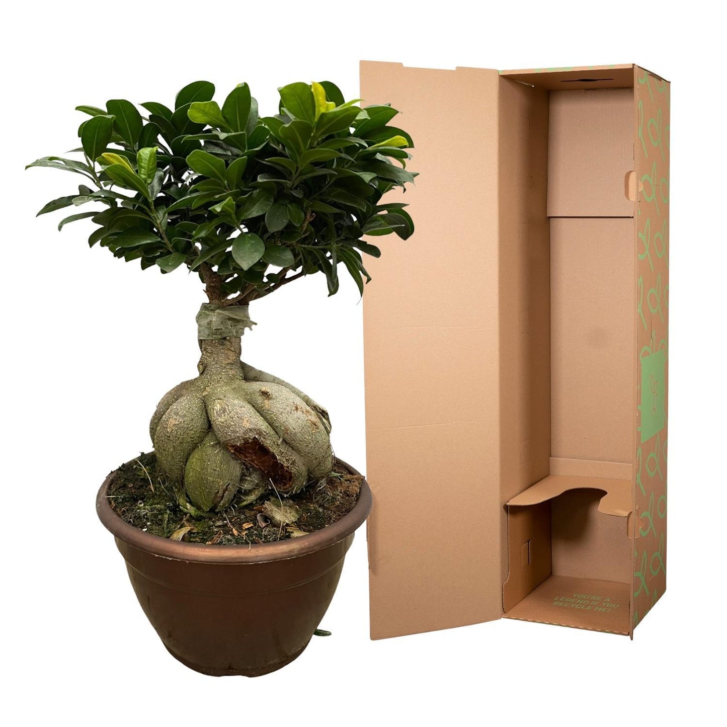 Urban Bonsai - Ficus Microcarpa Ginseng - 50 cm - Ø25cm