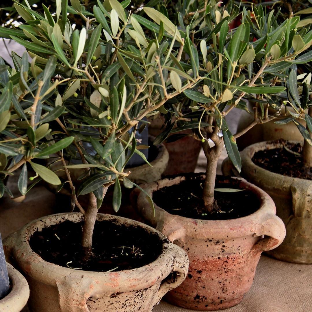 Mediterrane Blumenerde mit RhizoPlus – 40 Liter – Culvita