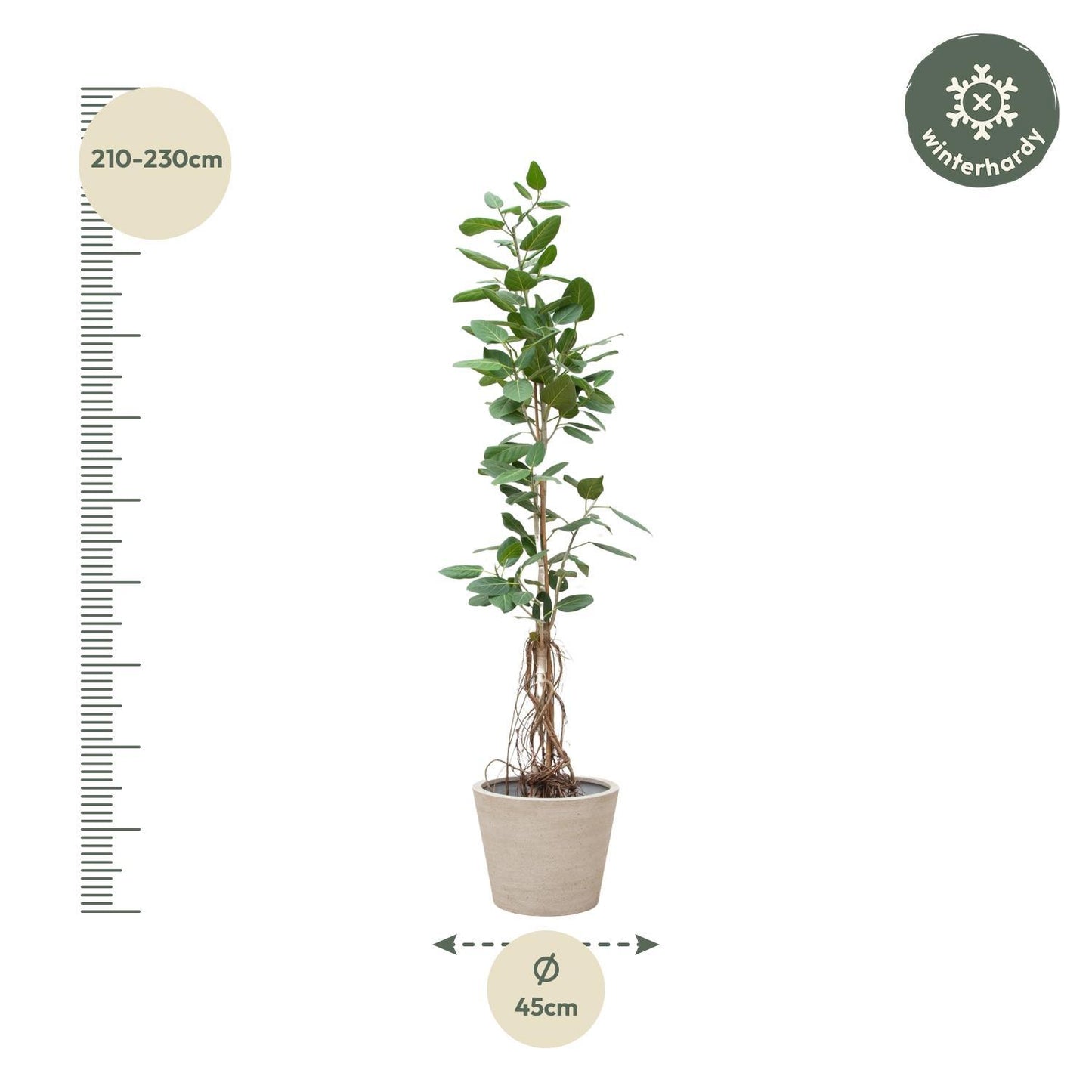 Ficus Benghalensis Audrey auf Stamm mit hängenden Wurzeln – 220 cm – ø45