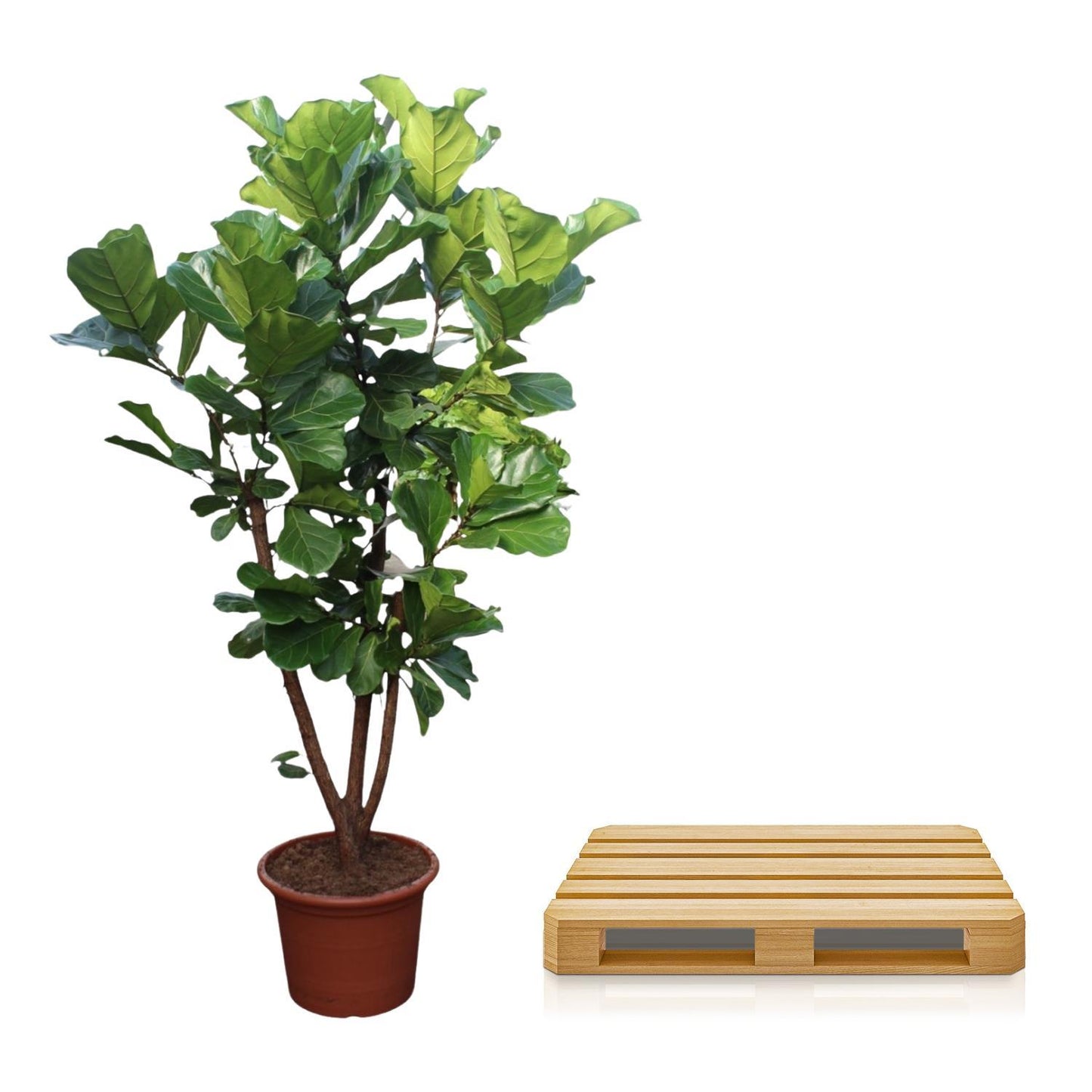 Ficus Lyrata verzweigt – 240 cm – ø50