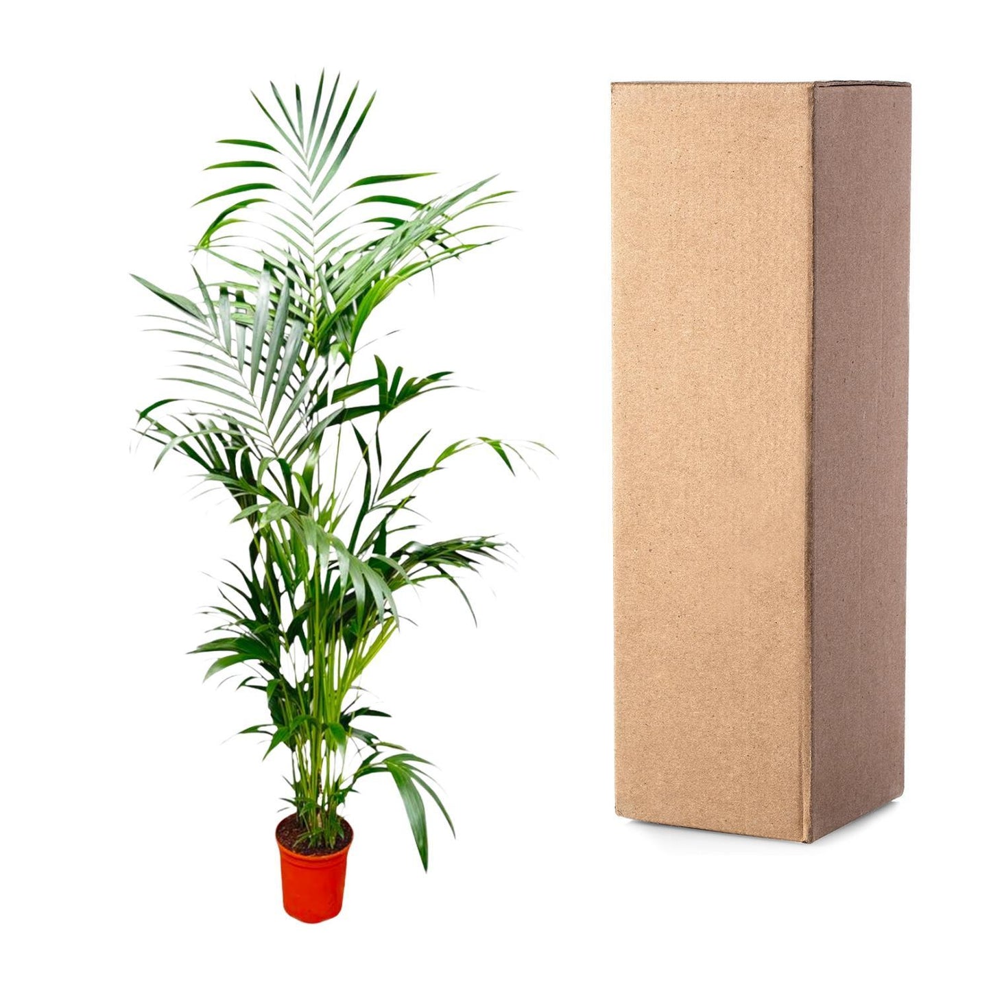 Kentia-Palme – 200 cm – ø24