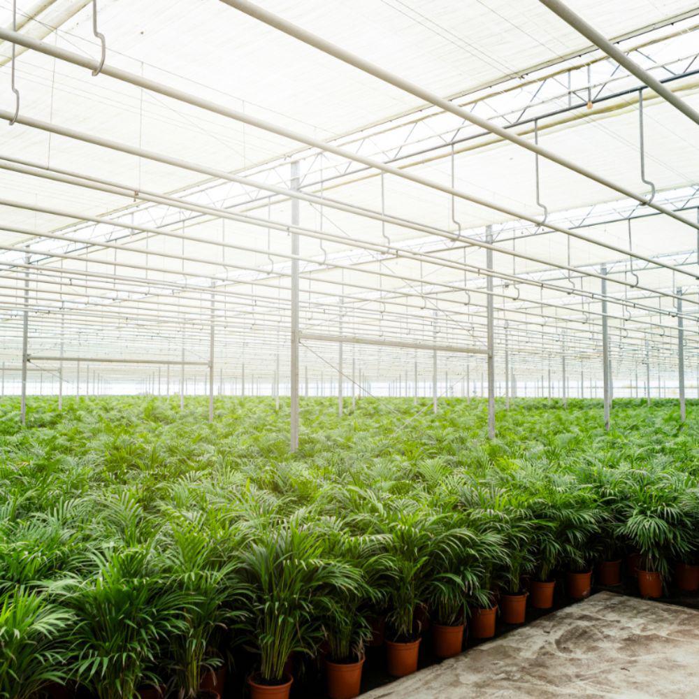 Areca palm with pot - ↨130cm - Ø24cm