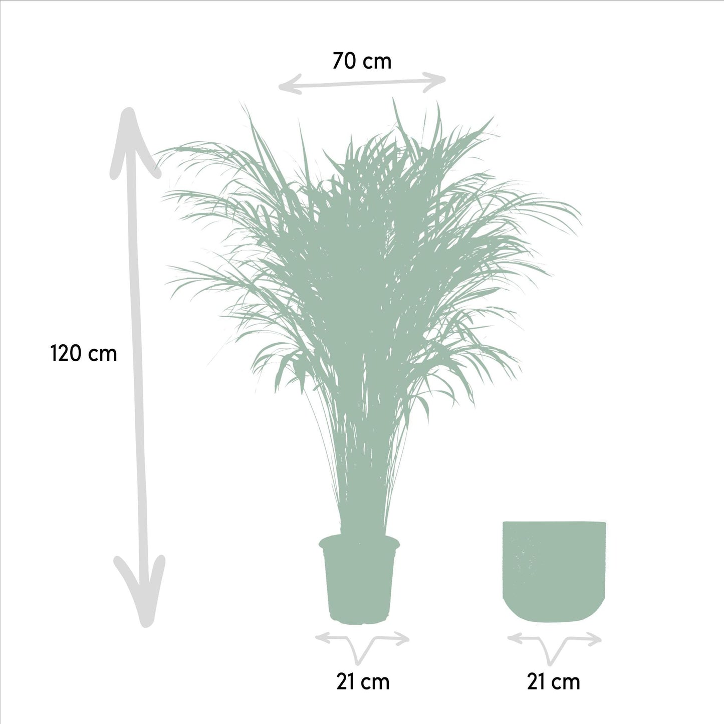 Areca-Palme mit Topf – ↨110 cm – Ø21 cm