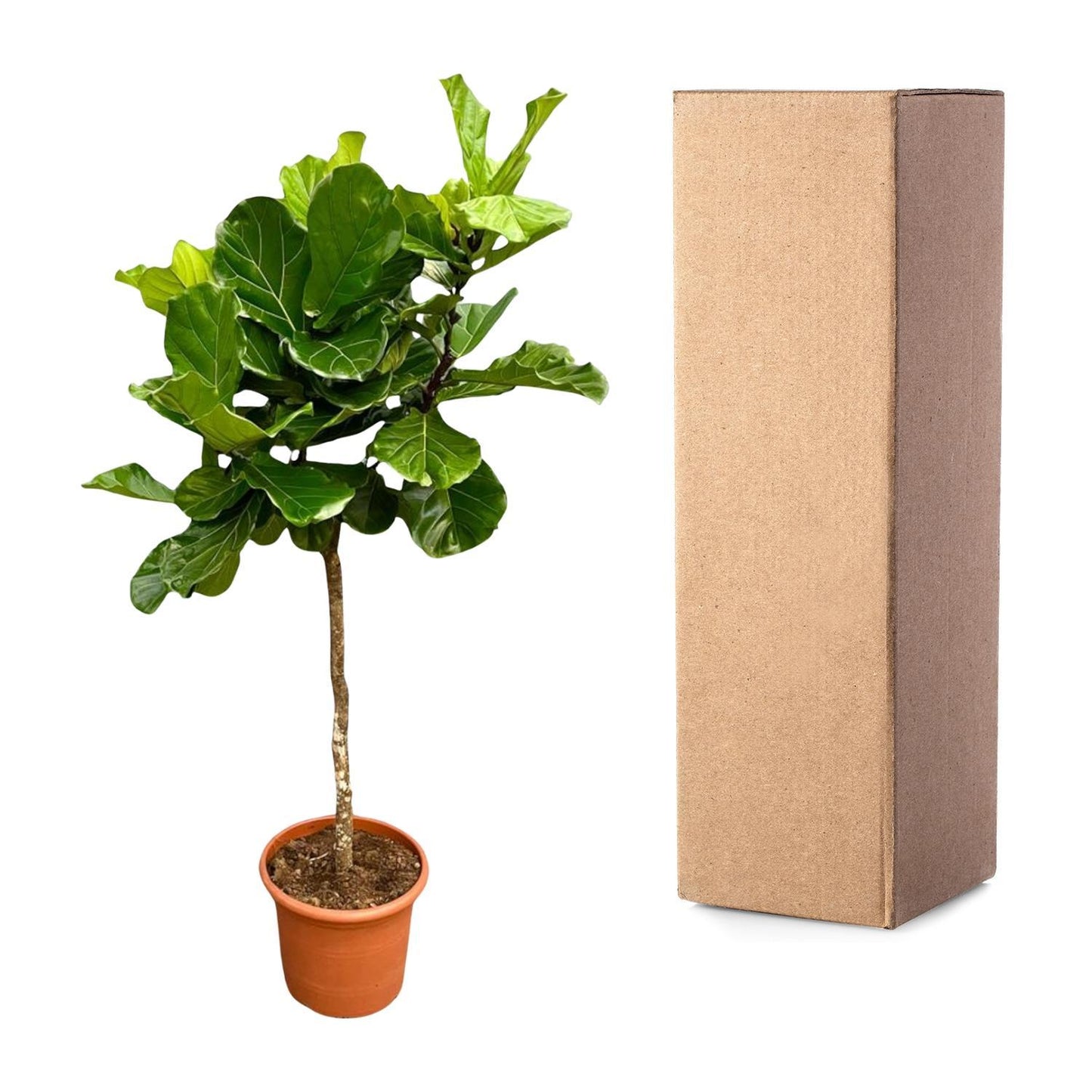 Ficus Lyrata Baum XXL - 210 cm - ø40