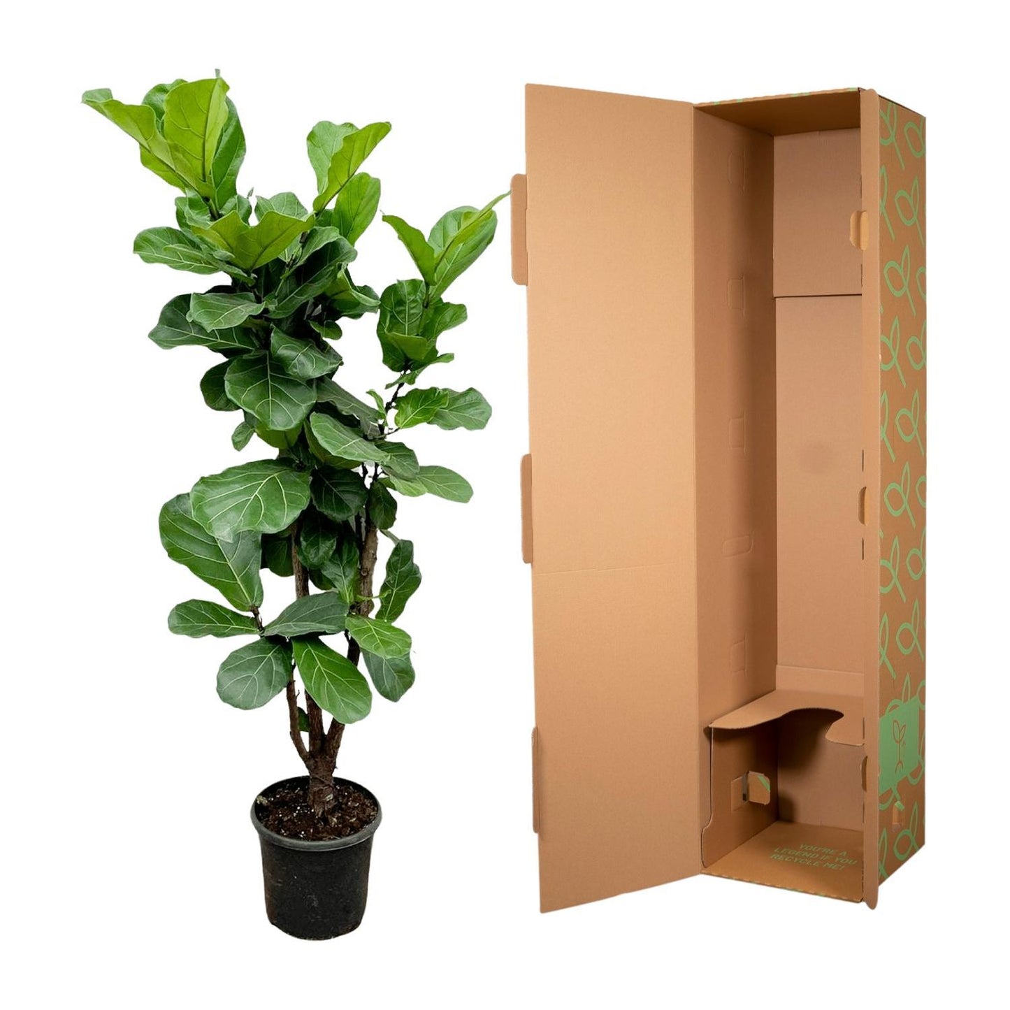 Ficus Lyrata verzweigt – 180 cm – ⌀30