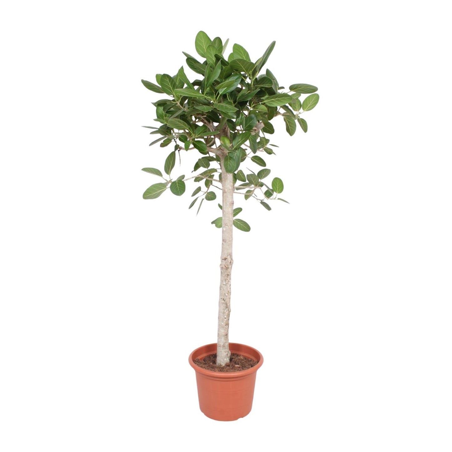 Ficus Benghalensis boom - 180 cm - ø40