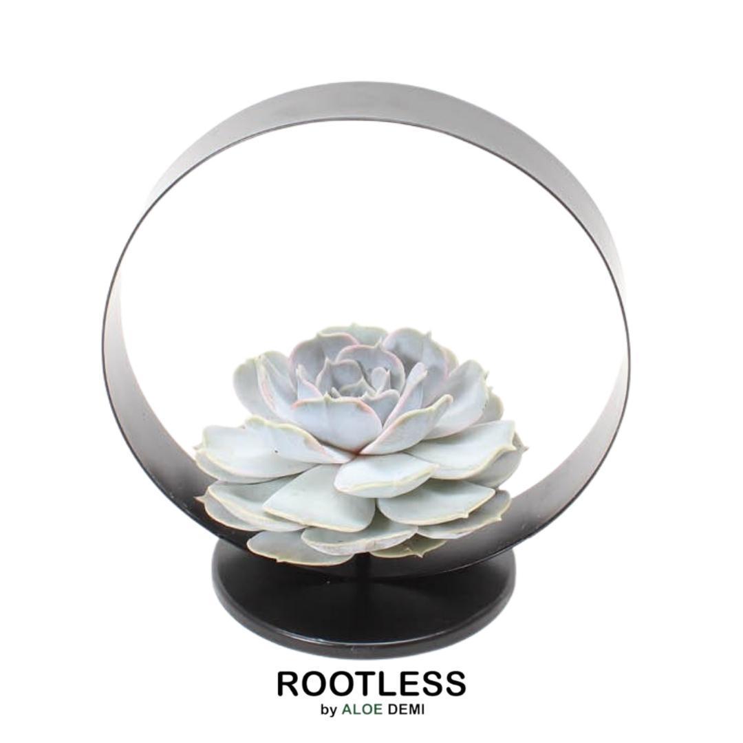 Wurzellose Sukkulente Echeveria Lilacina auf Deko-Tischständer Ø20 cm - ↕20 cm