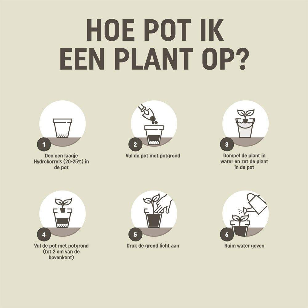 Pokon Blumenerde für Kakteen und Sukkulenten, 5 l