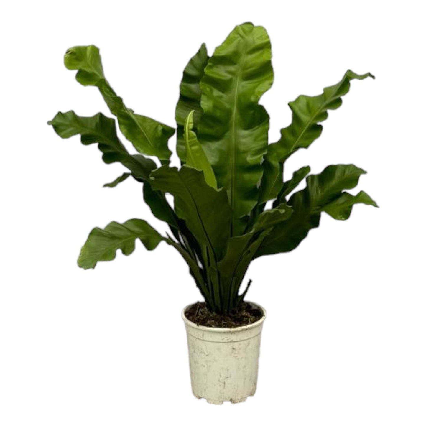Nestvaren - Asplenium Nidus - 80 cm - Ø21cm