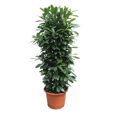De Ficus: De Groene Schat van elke Plantenmoeder