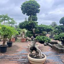 De Planten Moeder over Ficus Microcarpa Ginseng