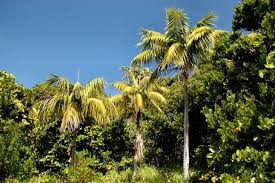 De Kentia Palm | Planten Moeder Blog