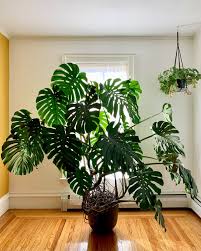 De Monstera Deliciosa, een statement in elke kamer..