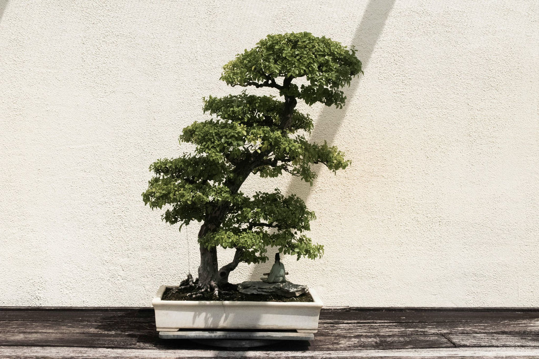 De Perfecte Basis voor Jouw Bonsai: Potgrond Bonsai