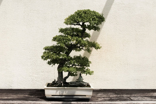 De Perfecte Basis voor Jouw Bonsai: Potgrond Bonsai