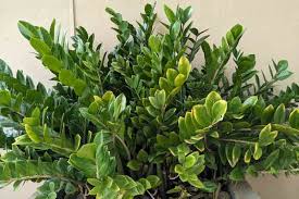De Planten Moeder over de Zamioculcas