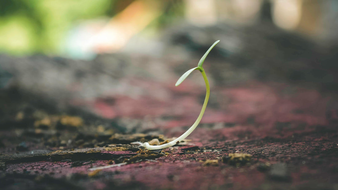 Pokon Potgrond Universeel: Het Fundament voor Gezonde en Blije Planten