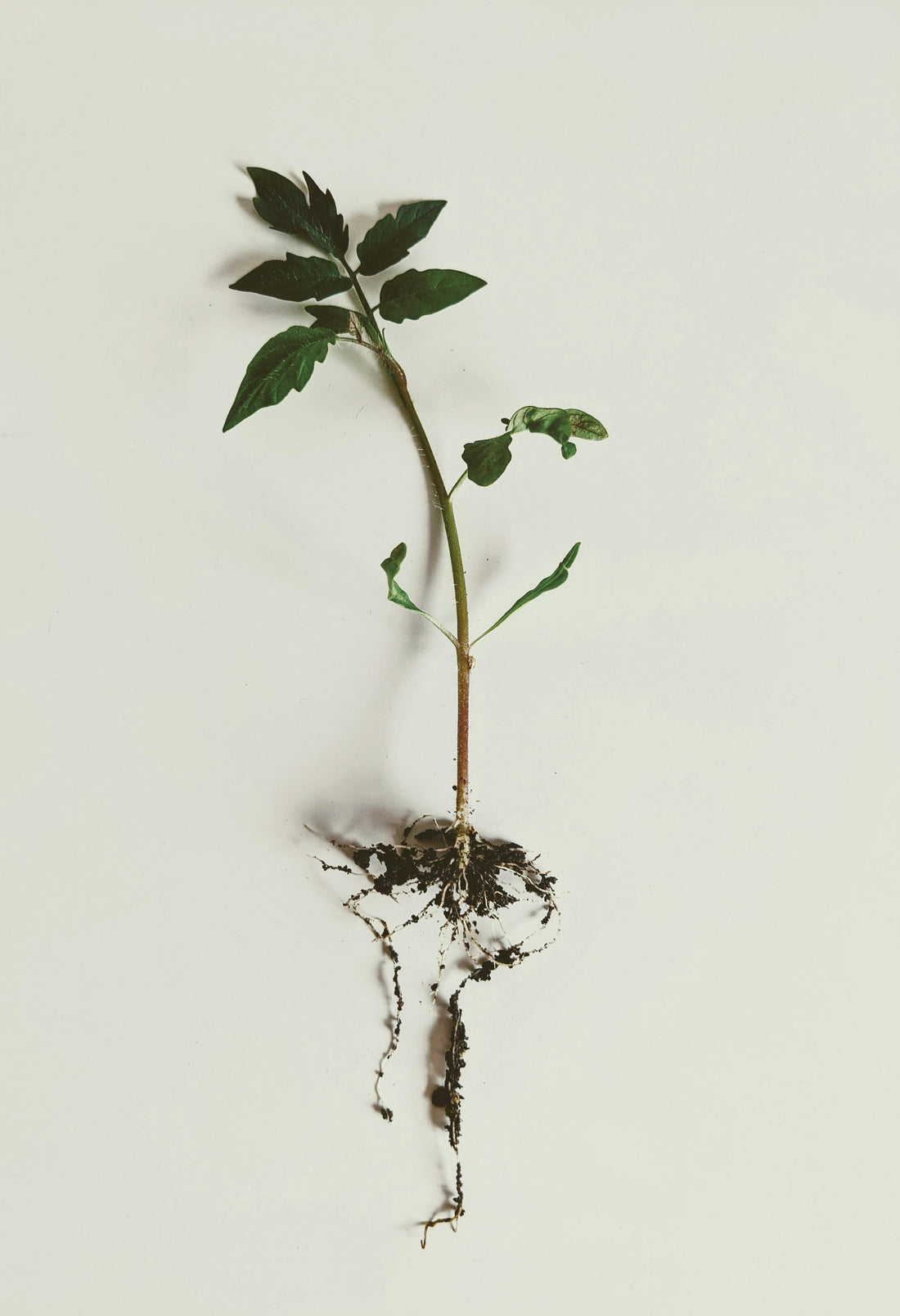Het Geheim van Gezonde Mediterrane Planten met Culvita Mediterrane Potgrond