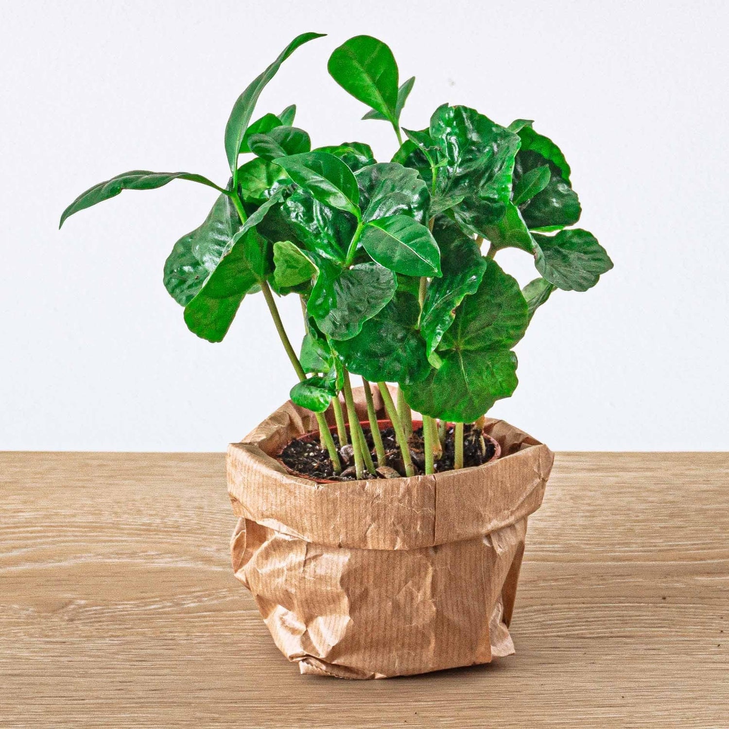 Terrariums - Planten en aarde (navulling)