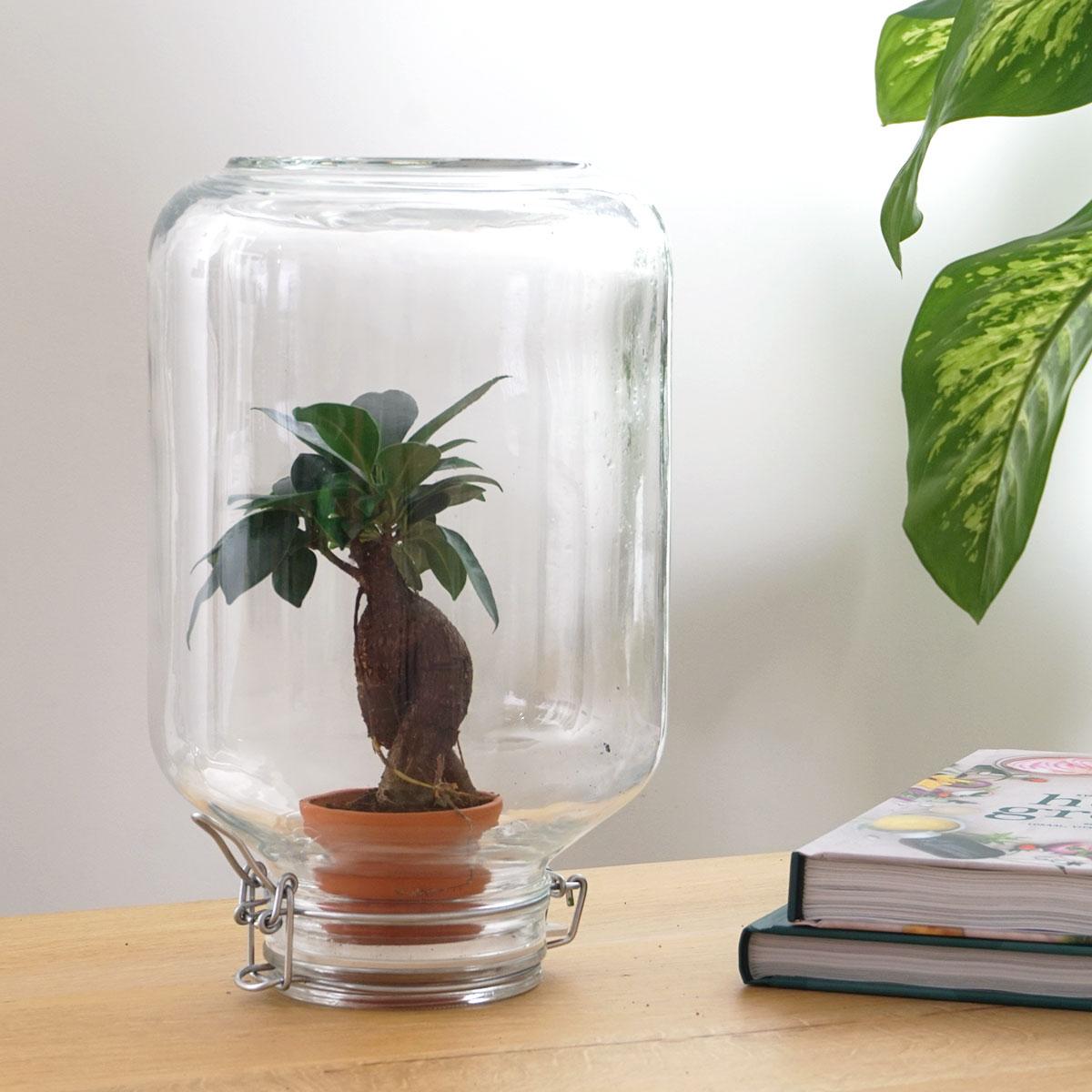 Terrariums - Simple life (easyplant)