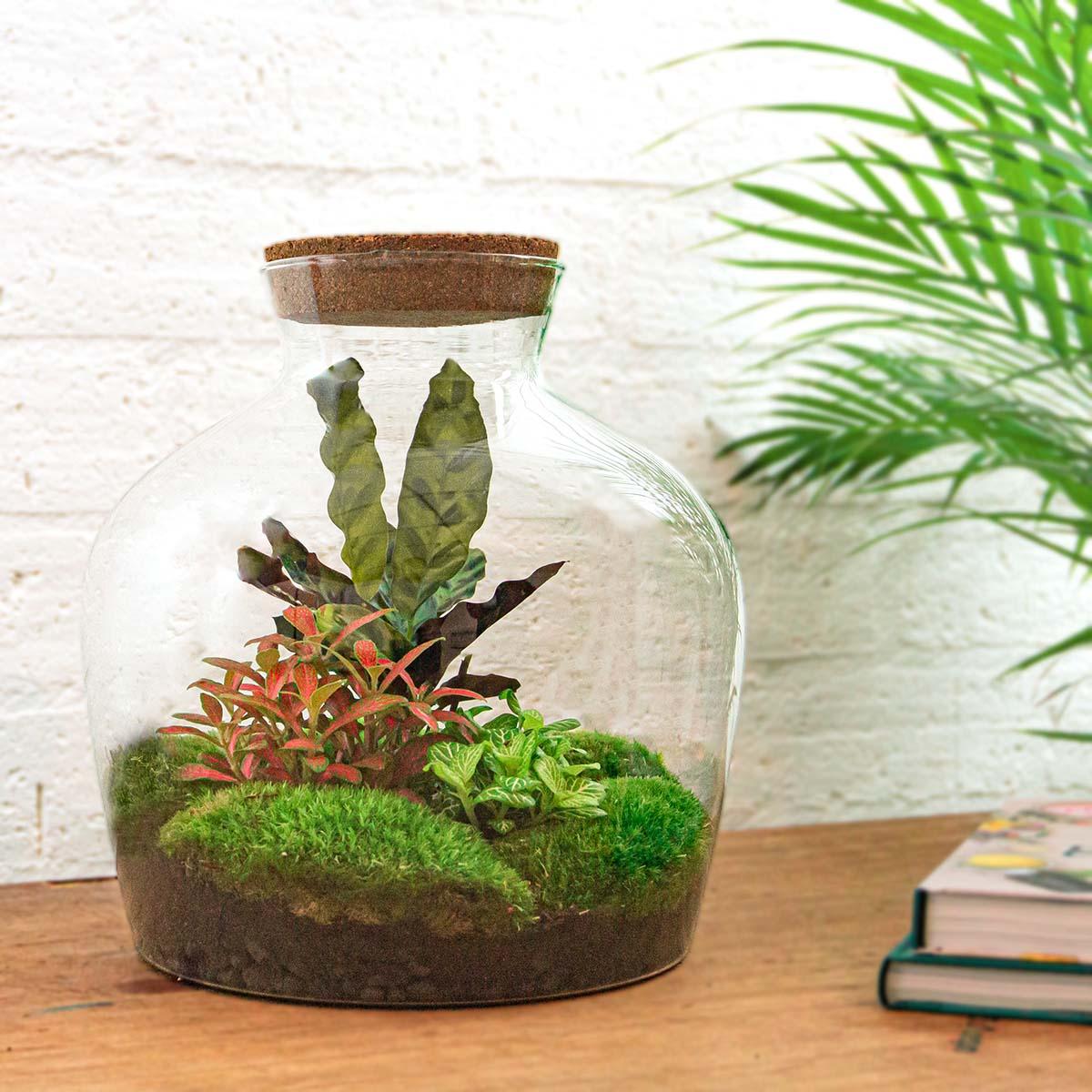 Terrariums DIY (excl. tools)