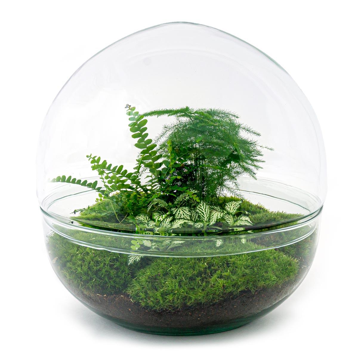 Terrariums -  Dome & Egg shape