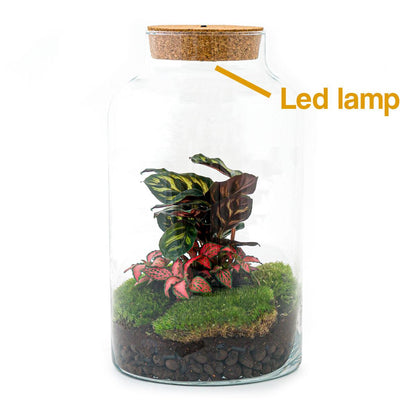 DIY terrarium - Milky Calathea with Light - ↕ 31 cm - Rake + Shovel + Tweezer