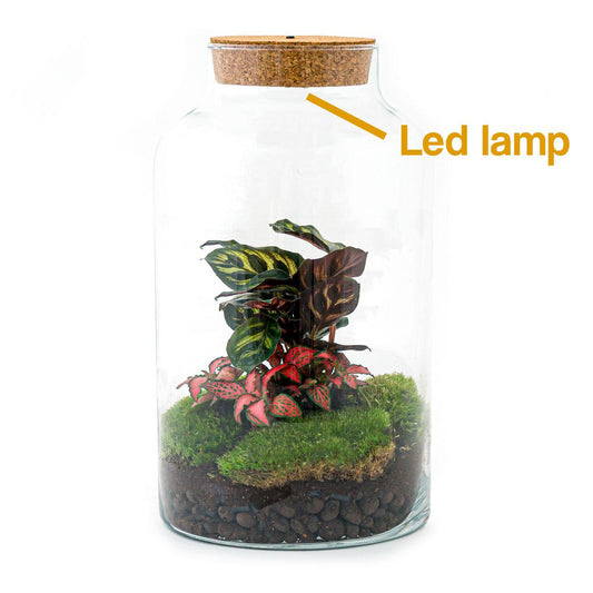 DIY terrarium - Milky Calathea with Light - ↕ 31 cm - Rake + Shovel + Tweezer