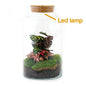 DIY terrarium - Milky Calathea with Light - ↕ 31 cm - Rake + Shovel + Tweezer