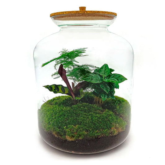DIY terrarium - Lukas - ↕ 33 cm - Rake + Shovel + Tweezer