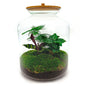 DIY terrarium - Lukas - ↕ 33 cm - Rake + Shovel + Tweezer