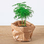 Asparagus Setaceuse Plumosus – Sierasperge - Terrarium plant - Potmaat 6