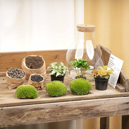 DIY terrarium - Sam Coffea met lamp - ↕ 30 cm - Normal