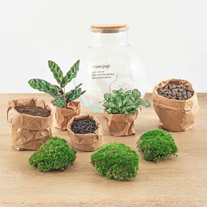 DIY terrarium - Teddy - ↕ 26,5 cm - Rake + Shovel + Tweezer