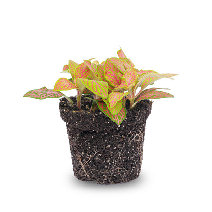 Fittonia Oranje - Roze - Ruby Lime - Mozaiekplantje - Potmaat 8