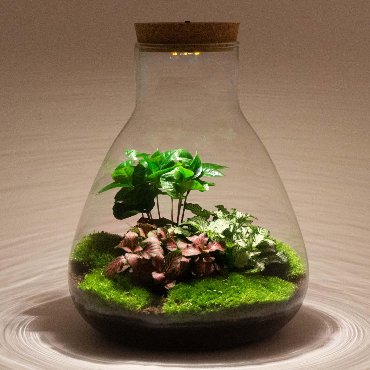 DIY terrarium - Sam Coffea met lamp - ↕ 30 cm - Normal