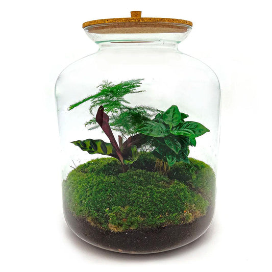 DIY terrarium - Lukas - ↕ 33 cm - Normal