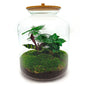 DIY terrarium - Lukas - ↕ 33 cm - Normal